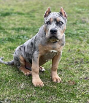 Riot | 12 Weeks | Male