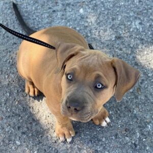 Pica | Female | 9 weeks