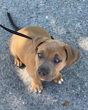 Pica | Female | 9 weeks
