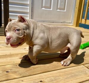 Chicksel | Male | 8 weeks