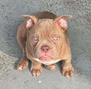 Russel | Male | 9 weeks