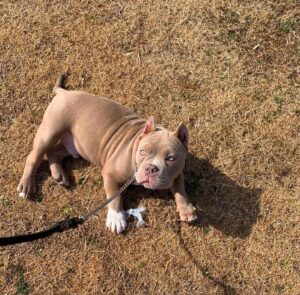 Teddy | Male | 9 weeks