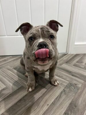 Fred | Male | 9 weeks