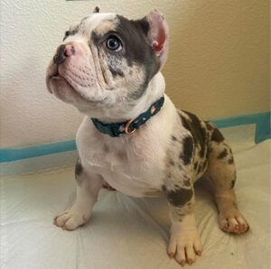 Ken | Male | 9 weeks