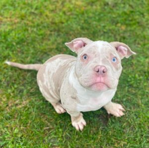 Jimmy | Male | 10 weeks
