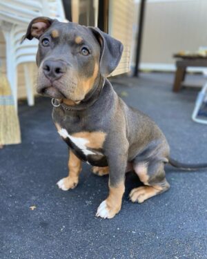 Kombo | Male | 10 weeks