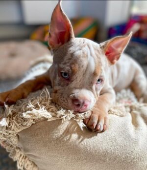 Boo | Female | 9 weeks